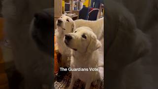 The Guardians Vote Again [upl. by Fianna]