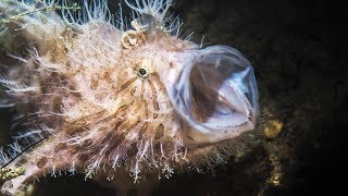 Le poissongrenouille est une belle fripouille  ZAPPING SAUVAGE [upl. by Fausta]