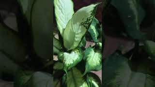 Dieffenbachia maculata Camilledieffenbachia mygardenlife mygardenmylove indoorplants shorts [upl. by Raynata]