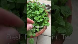 How to Make Fresh Peppermint Tea ibs drinkmorewater fallrecipes tealover recipe pepperminttea [upl. by Adnuhsat]