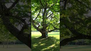 HUGE CATAWPA TREE [upl. by Yrrok125]