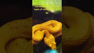 Rainforest Hike at Místico Arenal Hanging Bridges 🌿  Arenal Volcano amp Eyelash Viper CloseUp 🐍 [upl. by Constancy]