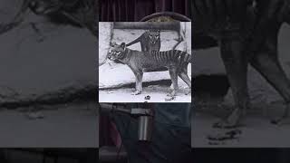 Thylacine spotted by biologist [upl. by Avilys]