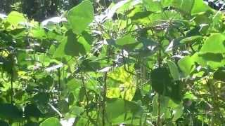 Grow Green Bean and Dangerous Pest at Balangoda [upl. by Alarice]