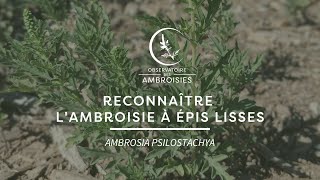 Reconnaître lAmbroisie à épis lisses [upl. by Atnauqahs]