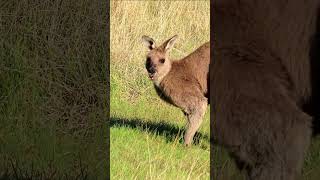 A kangaroo dropped in for breakfast 🦘 wildlife nature kangaroo [upl. by Pelag959]