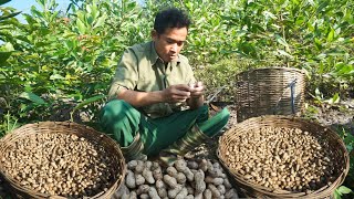 Taking care of livestock farms harvesting peanuts at the end of the season to sell at market 128 [upl. by Sosthenna]