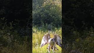 Northern Goshawk with Lunch Captured on Trail Cam  Ottawa Ontario [upl. by Inaja]