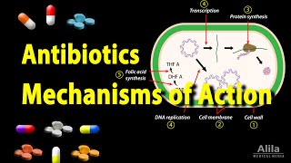 Antibiotics  Mechanisms of Action Animation [upl. by Emmalee]