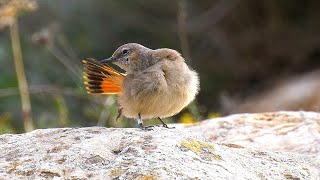 Persian Wheatear Birds of Israel Mt Amasa סלעית פרסית הר עמשא דרום הר חברון [upl. by Bordy]