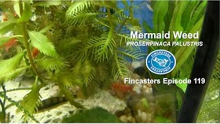 Mermaid Weed Fincasters Episode 119 [upl. by Karyn]