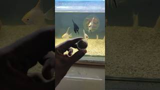 Aquarium Fish Food Feeding tigerbarbfish barbfish fishfood viralshort [upl. by Meehaf]