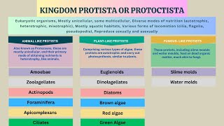 Kingdom Protista Protozoans Algae Slime molds Water molds  Biology Class 11 Chapter 7 [upl. by Godewyn]