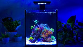 Nano Reef Tank Update Month Three No Skimmer [upl. by Nomal]