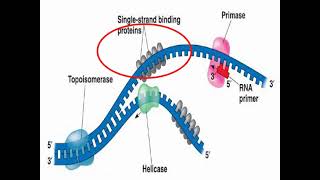 Enzymes of DNA Replication and Synthesis [upl. by Trebornhoj324]