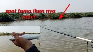 spot lama gak di pancing ikan nya gak ketulungan neternyamancingikanbelanak [upl. by Trubow666]