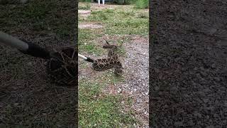 Rattlesnakes play a very important part in Florida’s ecosystems and never should be killed [upl. by Eiroc]