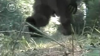 Mysterious Encounters CALIFORNIA CREEK DEVIL REAL BIGFOOT DOCUMENTARY [upl. by Adnirual]