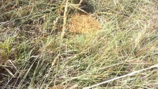 Feeding Grain Mix to Pasture Cattle [upl. by Stanfield]