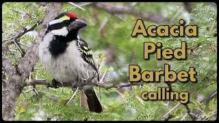 ACACIA PIED BARBET calling its loud nasal call [upl. by Ob]