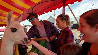 Alpacas amp Lamas at the Deerfield Fair [upl. by Neelyad]