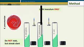 Simmons Citrate test [upl. by Acnairb]