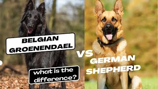 Belgian Groenendael vs German Shepherd what is the difference [upl. by Nena656]