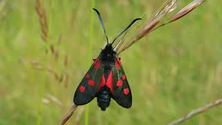 Narrowbordered Fivespot Burnet Zygaena lonicerae [upl. by Goodhen219]