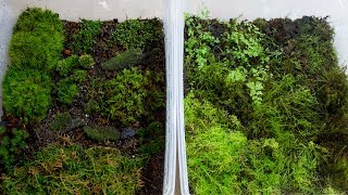 How to Propagate Your Own Moss [upl. by Stanway]