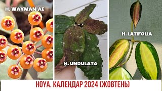 Hoya  Хоя День за днем Календар 2024 жовтень [upl. by Joy]