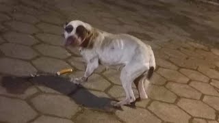 Starved And Abused Dog Begs For Food But Gets Something More [upl. by Mar]