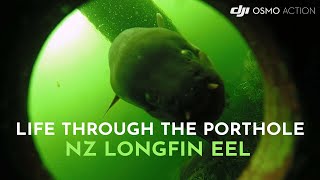 Life Through the Porthole  NZ Longfin Eel in its Natural Habitat [upl. by Spear]