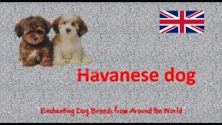 Havanese dog quotEnchanting Dog Breeds from Around the Worldquot [upl. by Latonia]