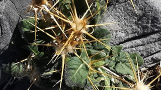 Ενδημικές κενταύριες της Ίδης Centaurea idaea στην Ορεινή Έρημο των Λευκών Ορέων της Κρήτης [upl. by Nolrev]