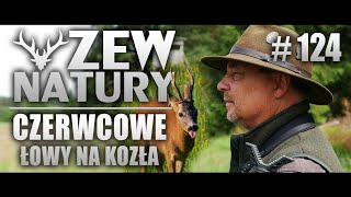 Czerwcowe łowy na Rogacza ZEWNATURY124 polowanie przyroda natura zwierzęta dziczyzna [upl. by Dnalsor]