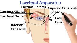 Lacrimal apparatus anatomy  Psychology  Microscopic structure of Lacrimal Apparatus [upl. by Llehsyar]