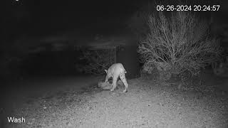 Desert Toad Scares Bobcat [upl. by Annerb]