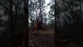 My Ridgeback Loki goes to Zoomy town in the Aussie bush 😁 slow motion ridgeback dog australia [upl. by Tybie]