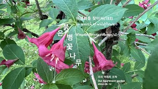 붉은병꽃나무 Weigela florida 야생화를 찾아서183 in search of wildflowers 우리 아파트 뜨락 Our Apartment garden [upl. by Clarisa]