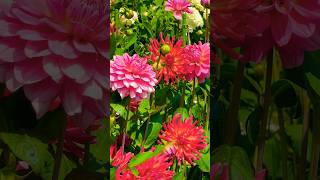 Most beautiful cottage garden ever Dahlia flower beds mackinacisland flowergarden garden [upl. by Tubb]