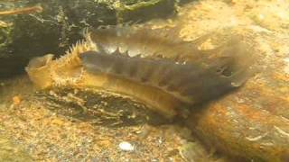 Freshwater Mussel TV  Mantle Display of Lampsilis fasciola The Sequel [upl. by Justin]