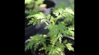 Artemisia annua  Méthodes de culture dune plante davenir [upl. by Edana190]