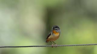 ホウセキドリ（Spotted Pardalote）のドアップ動画 [upl. by Bonns]