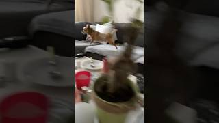 Running faster than squirrel up a tree 🤣dog funny cute [upl. by Isteb]