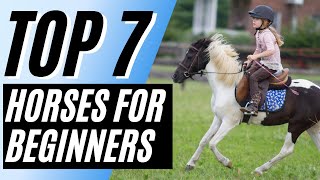 7 Best Horse Breeds for Beginners  Horse Breeds Haflinger Horse American Paint Horse [upl. by Euginimod]