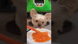 Funny dog 🐶🐶 6 eating eggs with Salmon pets funnydog cute [upl. by Yattirb]