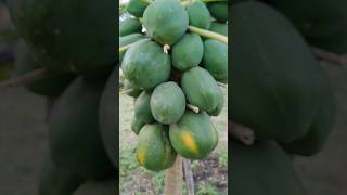 Papaya fruit papaya agriculture pomology shorts [upl. by Ytak719]