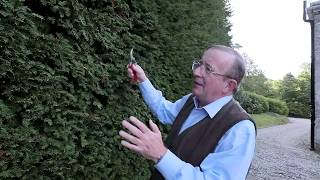 Pruning a yew  Taxus hedge  Burncoose Nurseries [upl. by Yar]