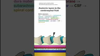 Anatomic layers to the cerebrospinal fluid [upl. by Hedwiga]