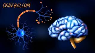 Afferent and efferent pathways of Cerebellum  Cerebellum  Neuroanatomy [upl. by Trojan]